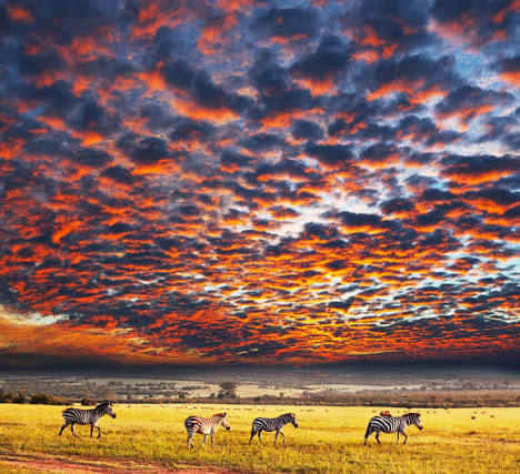 Safari in Serengeti, Tanzania